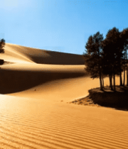 沙漠中树木与沙丘景观3449#横屏 