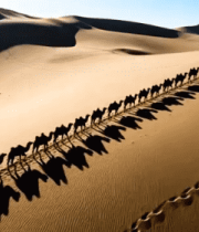 沙漠中骆驼队行进景象1575#横屏 