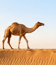 沙漠中骆驼独自行走素材4092#横屏 