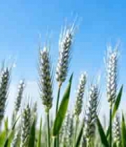  蓝天白云下的麦穗素材1849#横屏 	 -