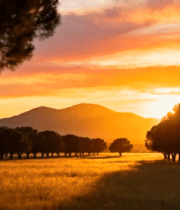 森林日落自然风光素材2767#横屏 