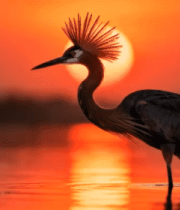 日落时水边站立的鸟类1341#横屏 