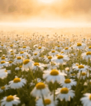 日出下的雏菊花海1833#横屏 