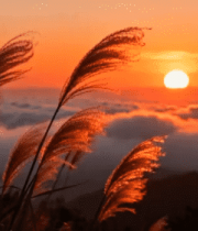 日落时分芦苇与云海景观4909#横屏 