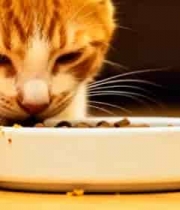  橘猫低头进食特写2231#横屏 	 