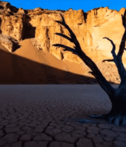 沙漠枯树与岩石景观3224#横屏 