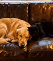 沙发上睡觉的猫狗194#横屏 