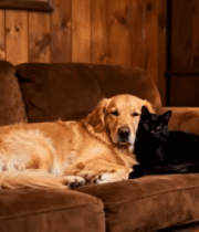 沙发上休息的金毛与黑猫4650#横屏 