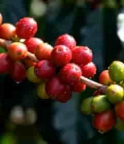  咖啡树上的成熟咖啡豆2698#横屏 	 - 