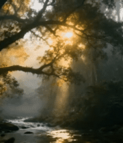 森林中阳光照耀溪流景象387#横屏 