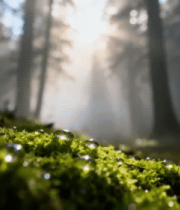 森林中阳光照射下的苔藓景象4575#横屏 
