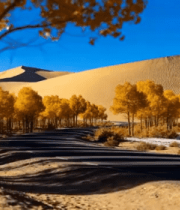 沙漠胡杨林风景素材4131#横屏 