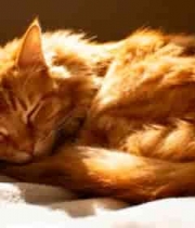 橘色猫咪睡觉特写2500#横屏 	 - 