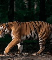 森林中行走的老虎1385#横屏 