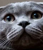  灰色折耳猫特写(3)2137#横屏 	 