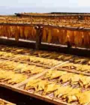  户外晾晒的干制物品2219#横屏 	 -