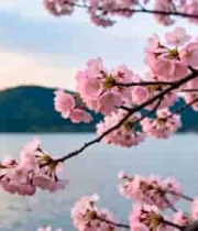 湖畔盛开的粉色樱花279#横屏 	 
