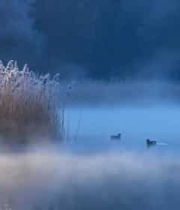  湖畔芦苇鸭子水面游弋1321#横屏 	 