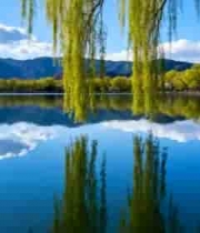  湖畔垂柳自然风光2507#横屏 	 