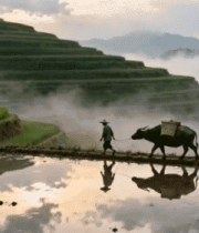农民牵牛行走于梯田水田间2332#横屏 