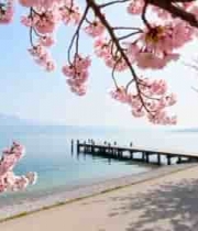  湖畔樱花盛开的风景2851#横屏 	 - 