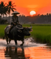 农民骑牛穿行稻田夕阳美景1997#横屏 
