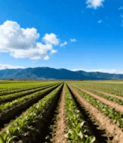 农田风光蓝天白云农作物素材3021#横屏 