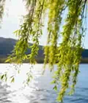  湖边垂柳自然风光素材2207#横屏 	 
