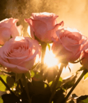 逆光下的粉色玫瑰花束3167#横屏 
