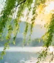  湖边垂柳自然风光2595#横屏 	 