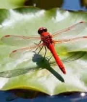  红蜻蜓停留在荷叶上的画面1667#横屏 	 