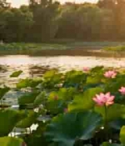  荷塘夕阳下的中式凉亭景观453#横屏 	 