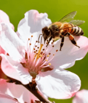 蜜蜂花朵微距特写2431#横屏 