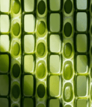 绿色网格状物体特写4551#横屏 