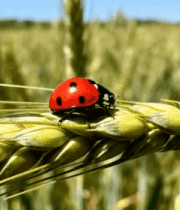 麦穗上的瓢虫特写(2)4951#横屏 