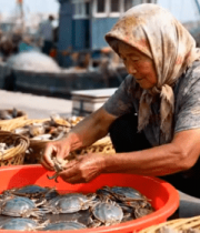 码头老妪挑选海鲜素材1952#横屏 