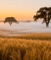 麦田日出自然风光800#横屏 