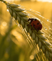 麦穗上的瓢虫特写素材241#横屏 