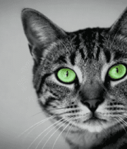 绿眼斑纹猫特写2300#横屏 