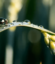 麦穗上的瓢虫与水珠特写2278#横屏 