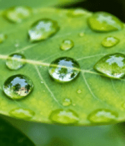 绿叶上晶莹的水珠特写1762#横屏 