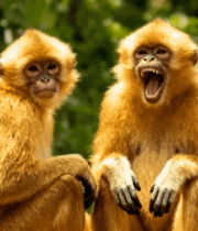两只金丝猴坐立特写1419#横屏 