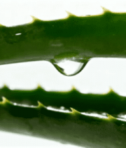 芦荟叶片上的水滴特写558#横屏 