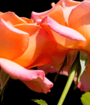 两朵橙粉色玫瑰花特写3401#横屏 