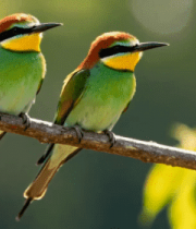 两只多彩小鸟栖息树枝画面3319#横屏 