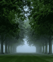 林荫道绿树成荫晨雾弥漫2582#横屏 