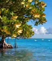  海边红树林与飞翔海鸟景观1790#横屏 	 