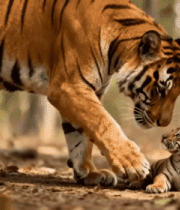 老虎母子林间互动场景3479#横屏 