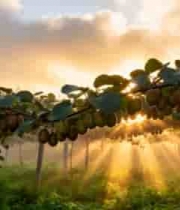  果园猕猴桃日出景象1203#横屏 	 