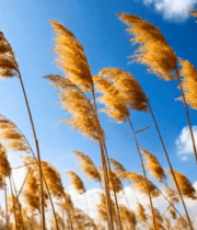 蓝天白云下的摇曳芦苇3891#横屏 